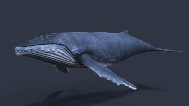 Humpback whale(3D model ) смотреть онлайн