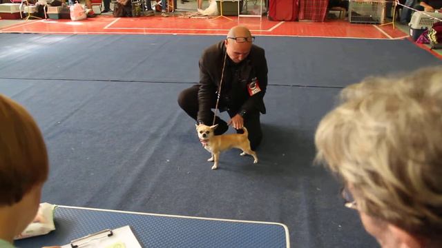 07.09.2014 .Чихуахуа 1 часть смотреть онлайн