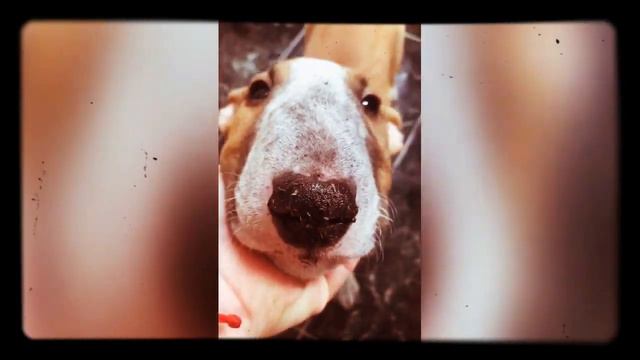 Джокер мини бультерьер смотреть онлайн