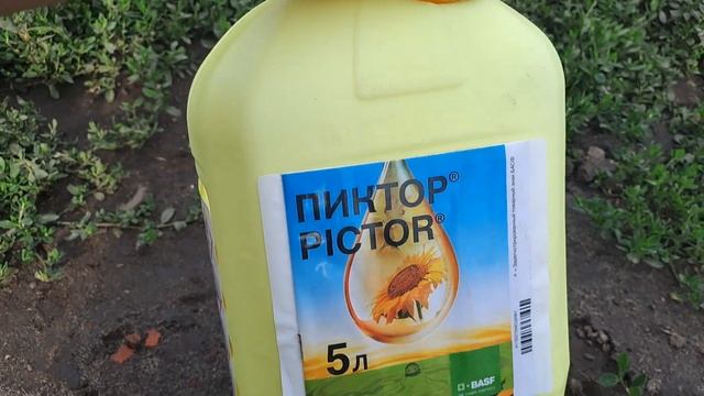 ПИКТОР мощный фунгицид с длительной защитой смотреть онлайн