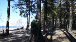 подъем на дерево на петлях-лесенках