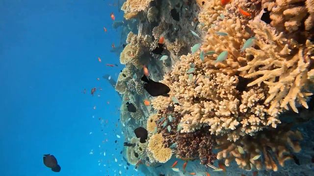 Coral diving in the Maldives смотреть онлайн
