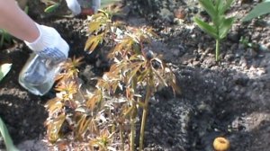 Посадка гладиолусов в открытый грунт. Когда сажать гладиолусы ...Гладиолусы в домашних условиях