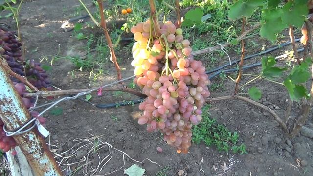 ЛЮБАВА 2 смотреть онлайн