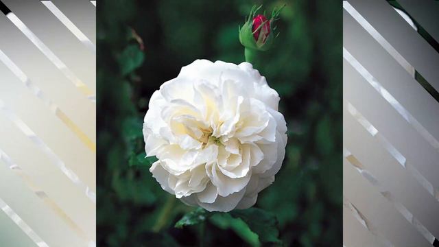 Boule De Neige Rose /#Rose /#Floriculture