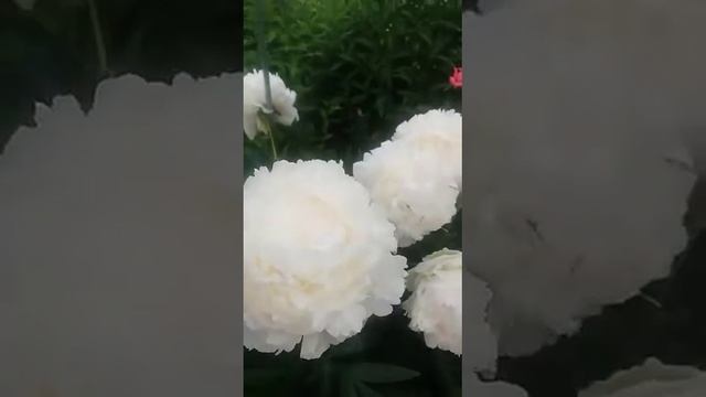 пион Соланж смотреть онлайн