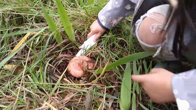 Very Big and Fresh Porcini 2020 | Adelaide Hills | South Australia | Boletus Edulis | Cooking смотреть онлайн