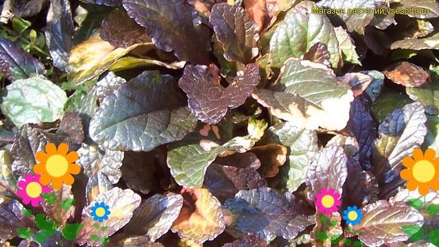 Живучка ползучая Мультиколор. Краткий обзор, описание Ajuga Reptans Multicolor Multicolor