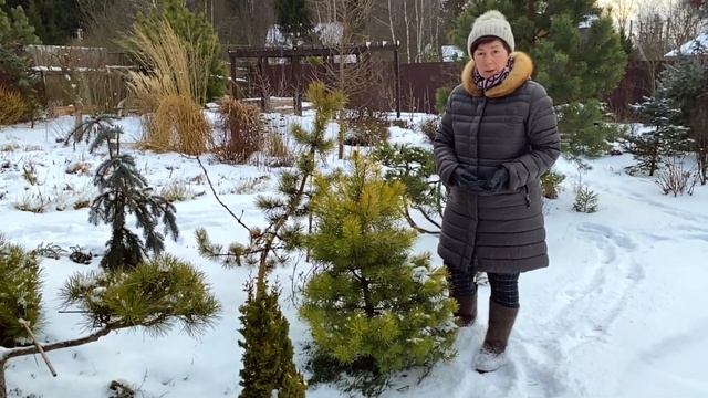 Сосны. Обзор хвойных в саду ч.2. смотреть онлайн