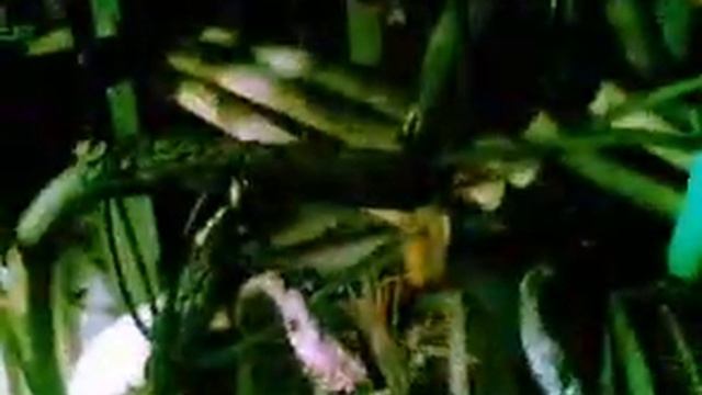 [SE] РУ-0,4 после межфазного.mp4 смотреть онлайн