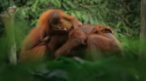 Древние джунгли. Планета джунглей. (Дикая природа 8К)