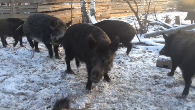 Домашние кабаны, пьющие кабаны смотреть онлайн