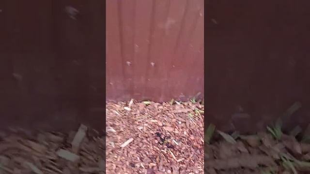 Что можно успеть вдвоем на садовом участке в дождливую погоду? дождевики одели и поперли смотреть онлайн