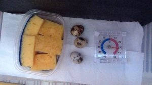 ПЕРЕПЕЛА из магазинного яйца НА БАТАРЕЕ