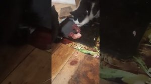 Натуральное кормление кошек.