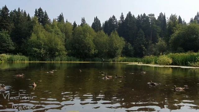 30 июля. Пермь Холодное лето 19 года? Утиный батл на озере. смотреть онлайн