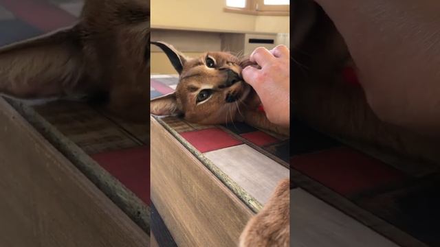 Милые котята Каракала смотреть онлайн