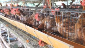 Курицы кудахчут или звук курицы / Chickens cluck or the sound of a chicken !