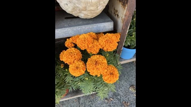 Sunday Scaries Sketch Series Vol. 2 - 4. Open Up To Me смотреть онлайн