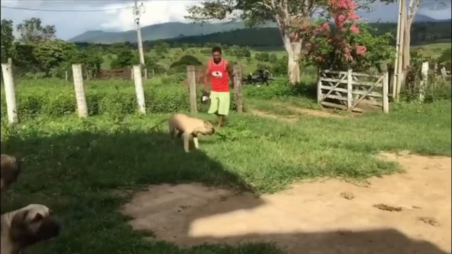 FILA BRASILEIRO, mostrando temperamento desde novos. смотреть онлайн