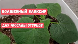 ВОЛШЕБНЫЙ ЭЛИКСИР для Рассады ОГУРЦОВ, и ДАЖЕ дохлые Огурцы Вмиг пойдут в рост