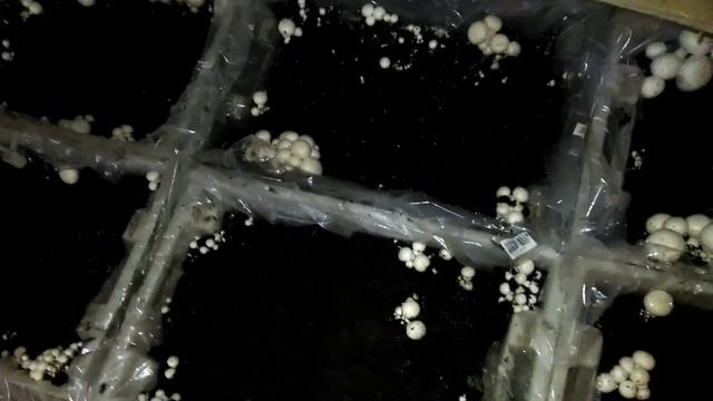ПРОЦЕСС ИДЕТ.... смотреть онлайн