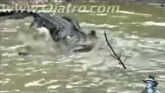 Python Fights with Alligator - Python vs Alligator Fight смотреть онлайн