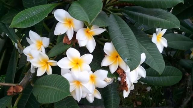 Прекрасные цветы! Красота! смотреть онлайн