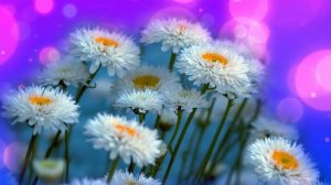 Футаж. Цветочный фон 41