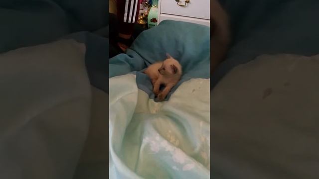 ОРИЕНТАЛЬНЫЙ СИАМСКИЙ КОТЁНОК.Oriental SIAMESE KITTEN. смотреть онлайн