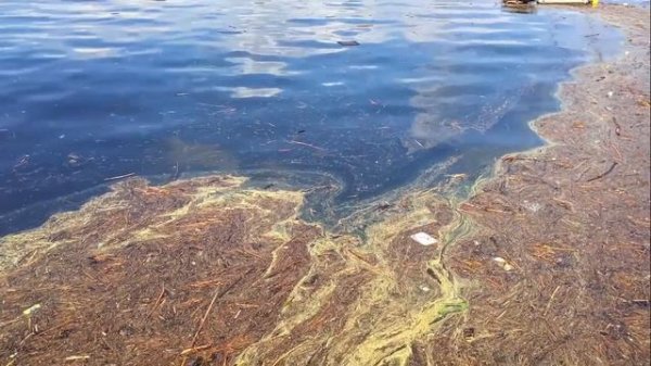 PureBiomass Waste Water Solutions