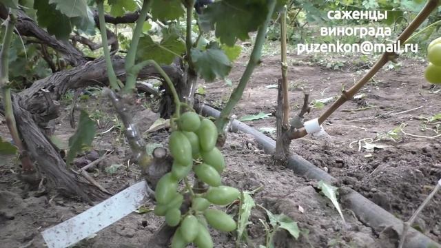 Виноград Князь Трубецкой- участок Пузенко Натальи Лариасовны смотреть онлайн