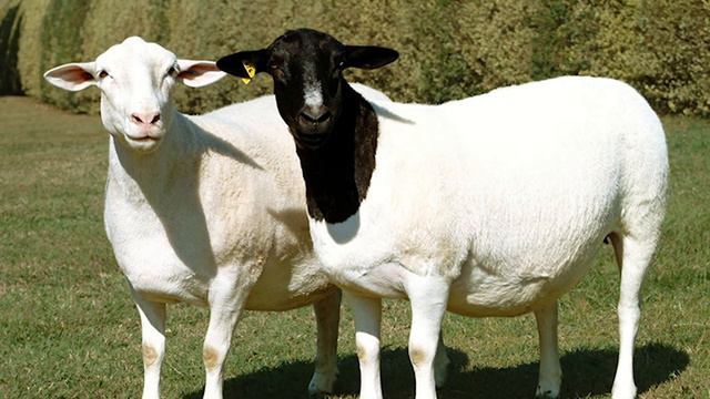 Овцеводство в Jizzax Organic