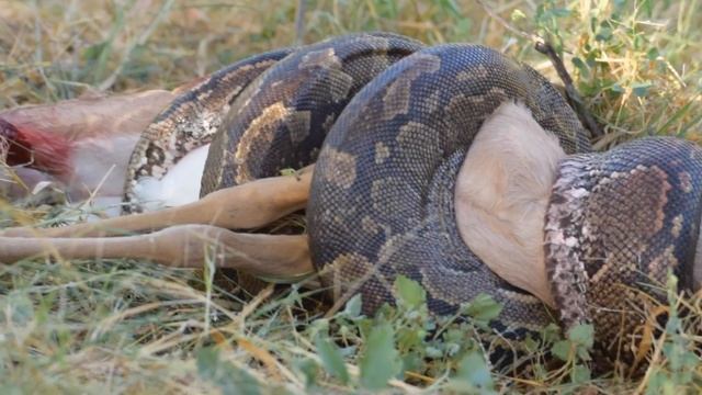 African Rock Python Strangles Impala смотреть онлайн