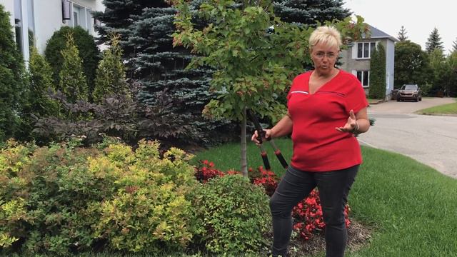 CAPSULE #64 - Les Spiraea