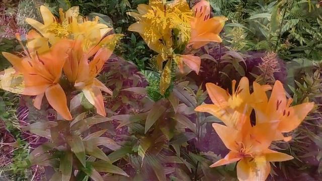 #Цветы #дарят нам #радость #Flowers give us# joy смотреть онлайн