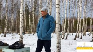 КАКАЯ ПОРОДА ПЧЁЛ ЛУЧШЕ В ЗИМОВКЕ?//ИТОГИ ЗИМОВКИ ПЧЁЛ