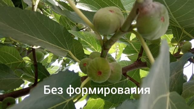 Черный Принц! Супер сорт! Укрытие, полив, удобрение инжира. Гибрид Кадоты, Абхазский инжир смотреть онлайн