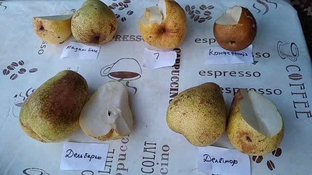 Осінні груші на початку жовтня. смотреть онлайн