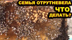 Семья отрутневела ранней весной. Что делать?