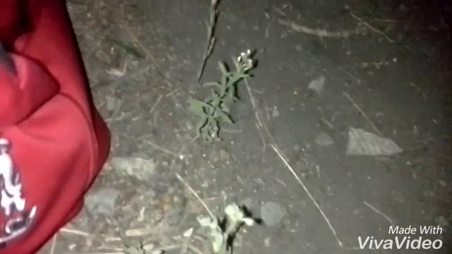 Нашел ёжика возле дома, по фоткали и отпустили смотреть онлайн