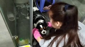 Пришло время мыть собаку породы кавалер Кинг Чарльз спаниель!