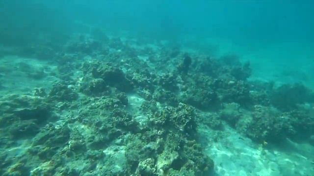 Морские ежи (For sea urchins ) смотреть онлайн