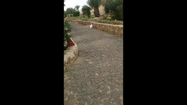 #Кабо Верде - #Боа Виста смотреть онлайн