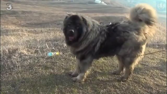 5 Лучших пород собак для охраны частного дома смотреть онлайн