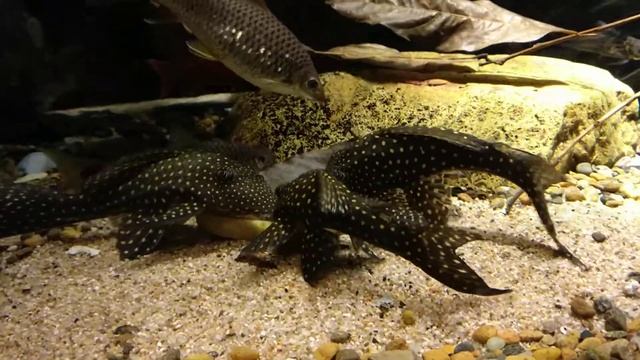 Exhibit 25 Hypostomus Margaritifer Eating Potato
