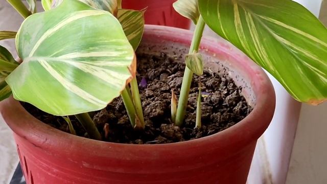 Beautiful Alpinia Plant, Shell Ginger Care, Grow Alpinia Zerumbet Plant at Home, KK Home Gardening смотреть онлайн