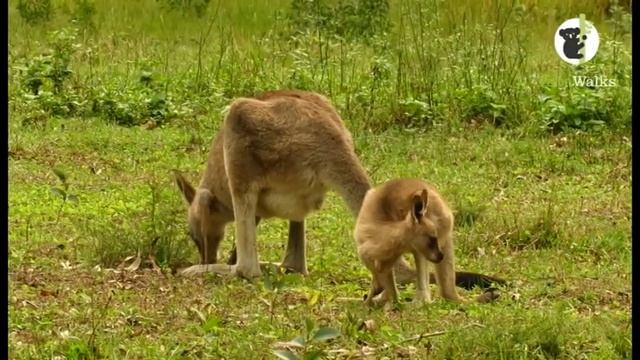 Virtual Nature: Kangaroos and wallabies смотреть онлайн