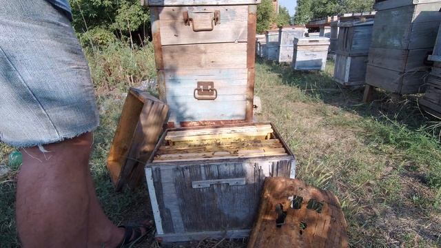 Что мы получили за сезон? Открываем и что происходит? Чистый сахар говорили добавить? смотреть онлайн