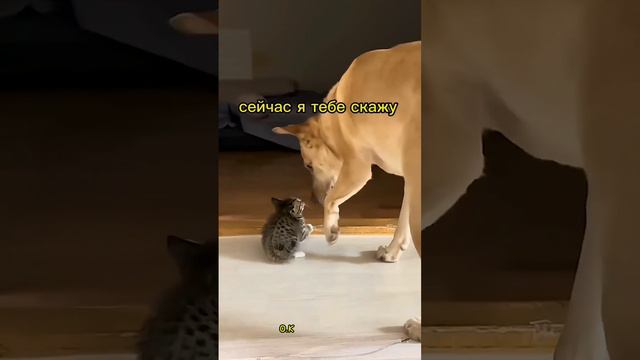 💯🥰🥰 смотреть онлайн